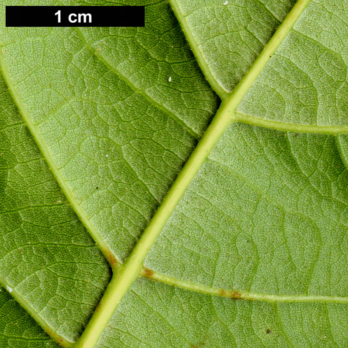 High resolution image: Family: Fagaceae - Genus: Quercus - Taxon: oleoides - SpeciesSub: subsp. sagraeana